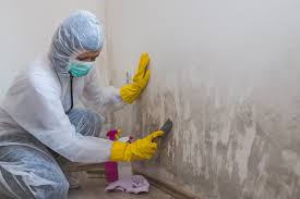 Best Environmental Consulting for Mold Prevention in Lifornia City, CA